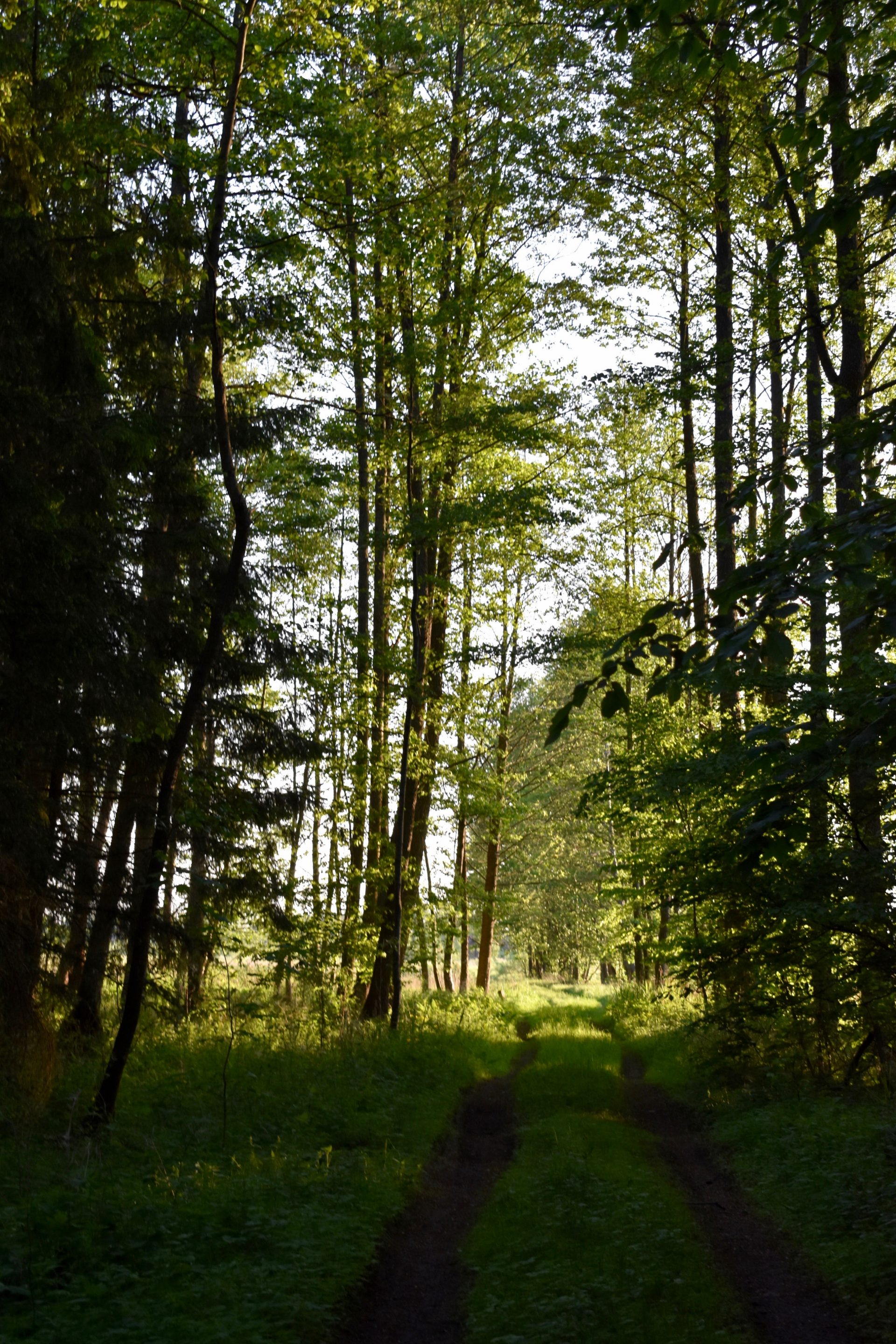 Sunlight in the green forest
