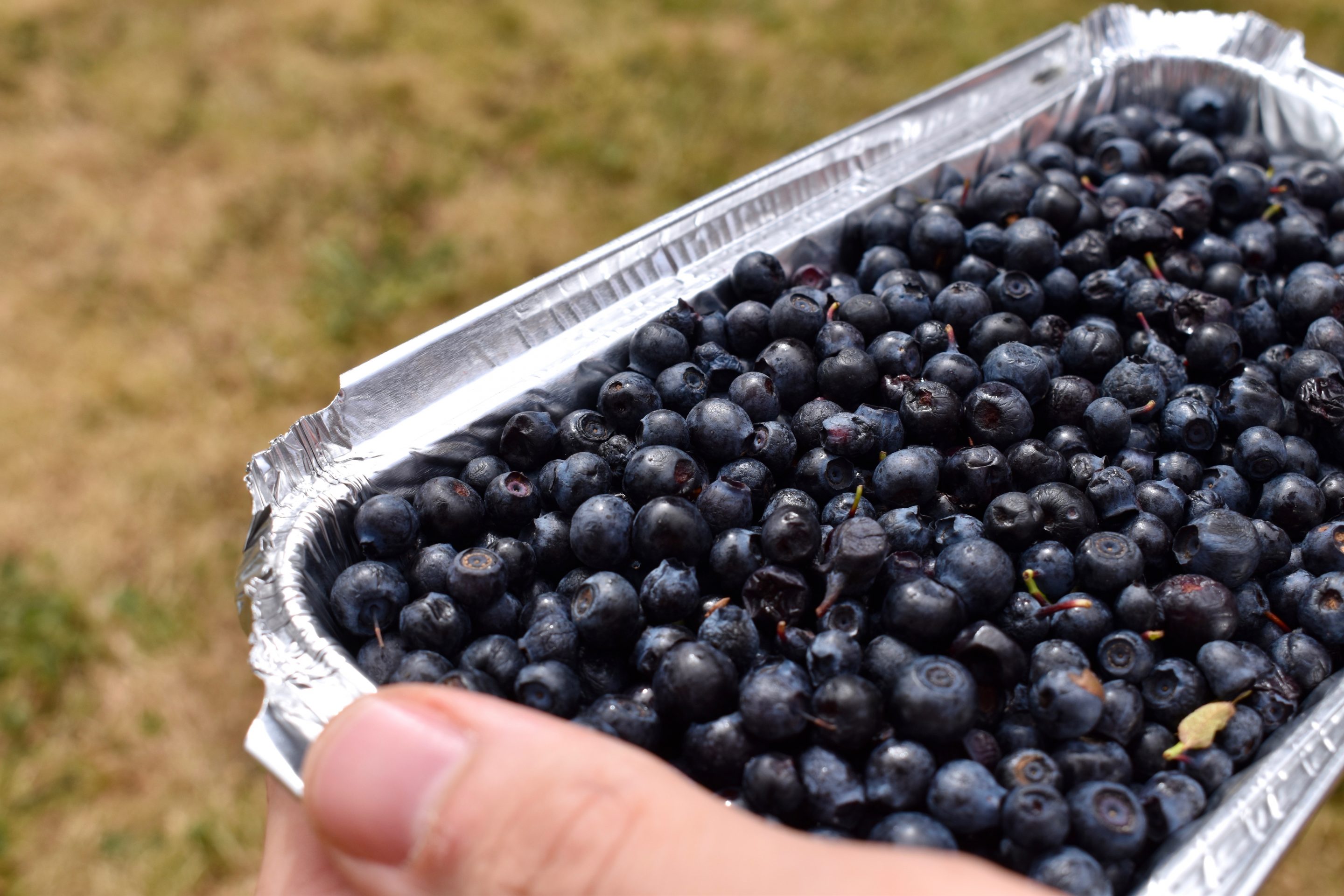 
Bilberries 
