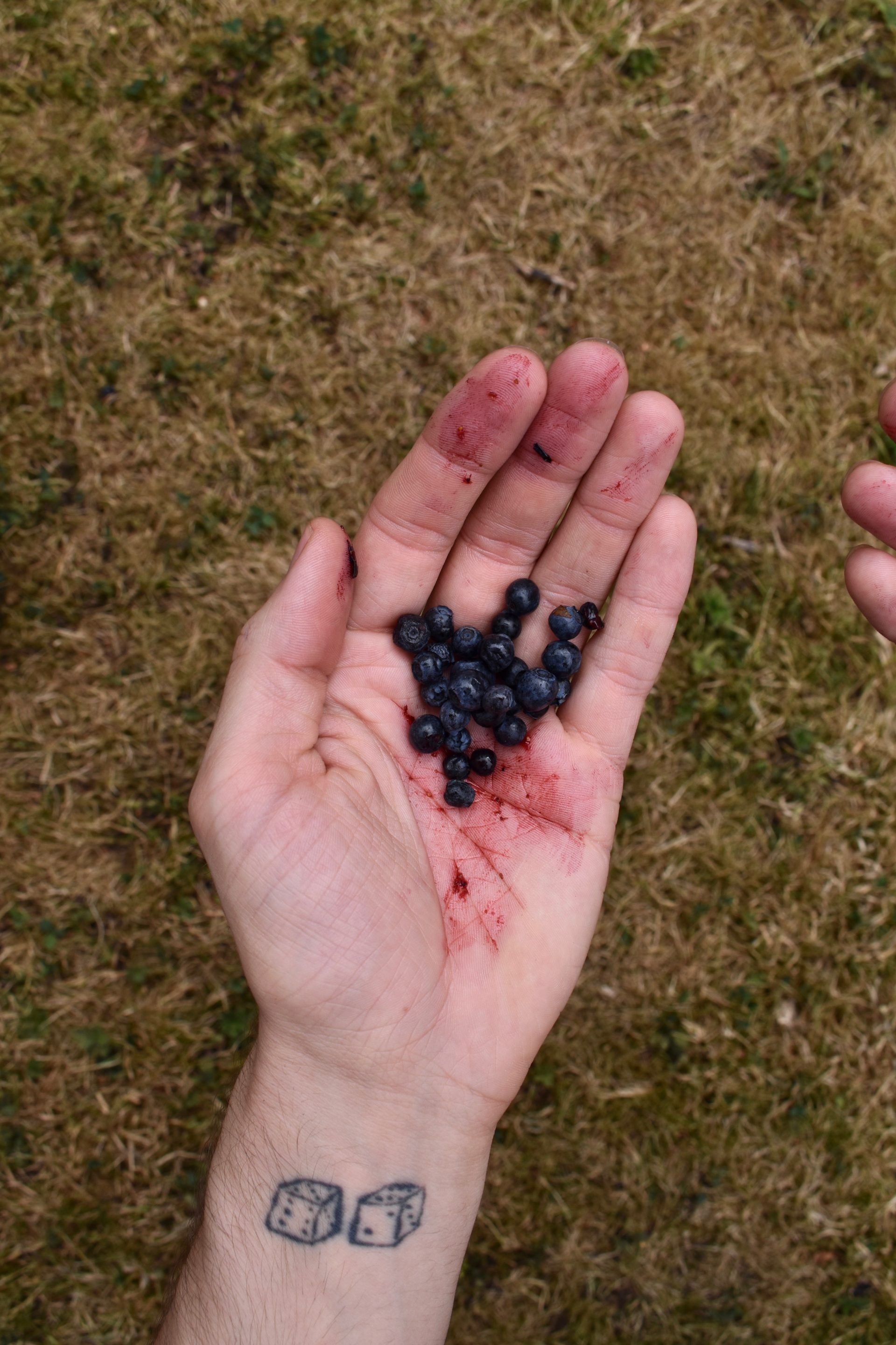 
Bilberries crushed on a hand 