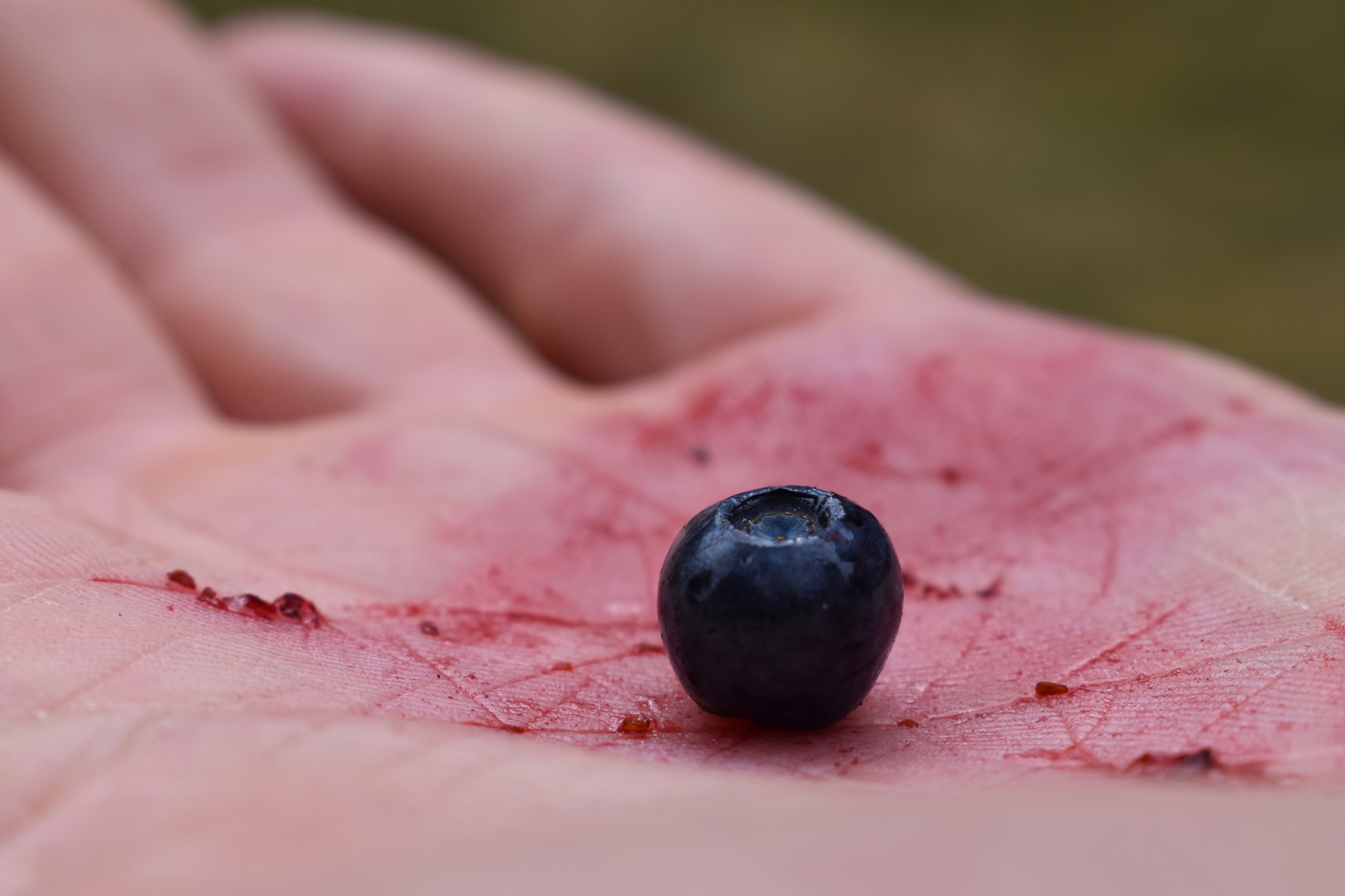 Bilberry