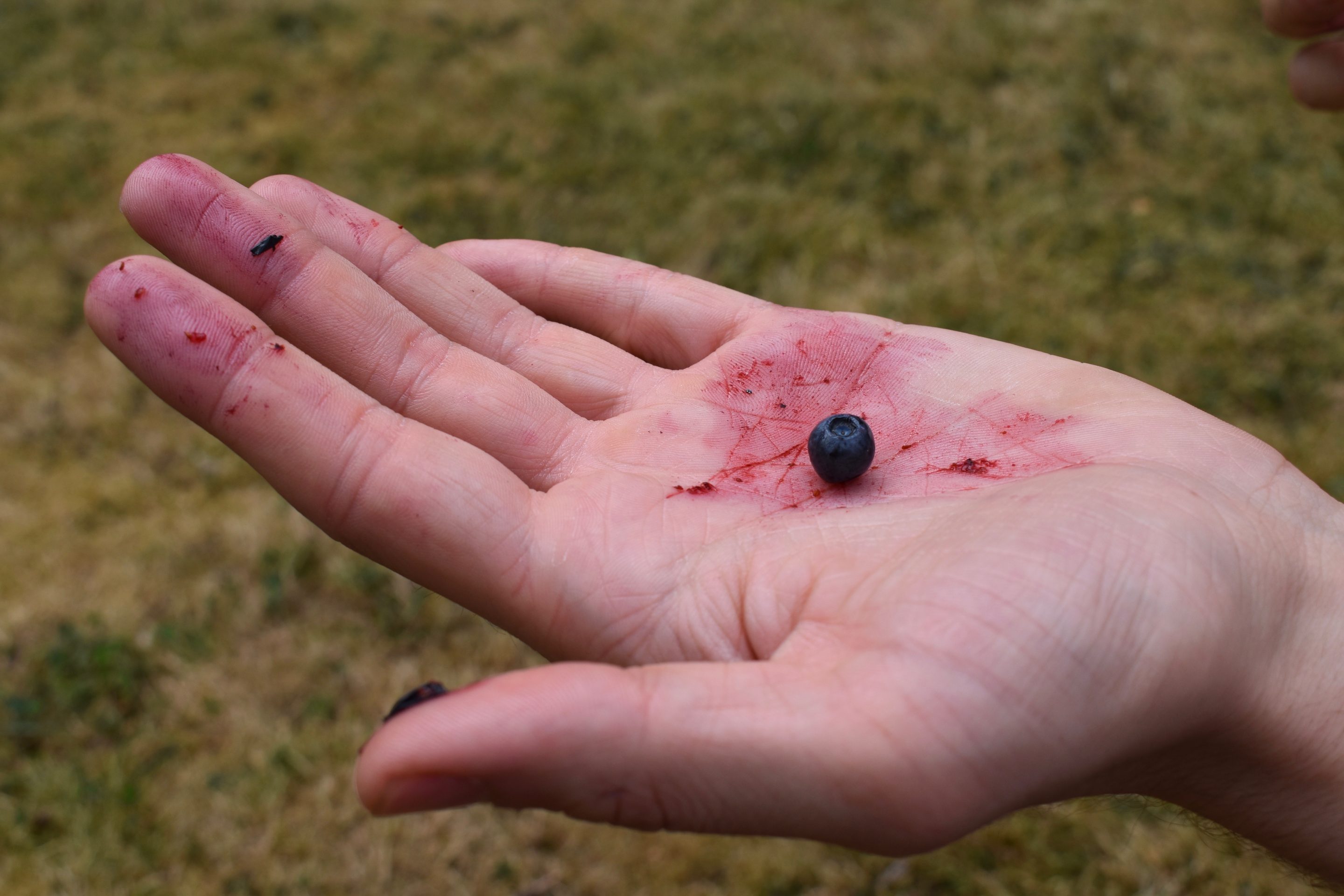 Bilberry