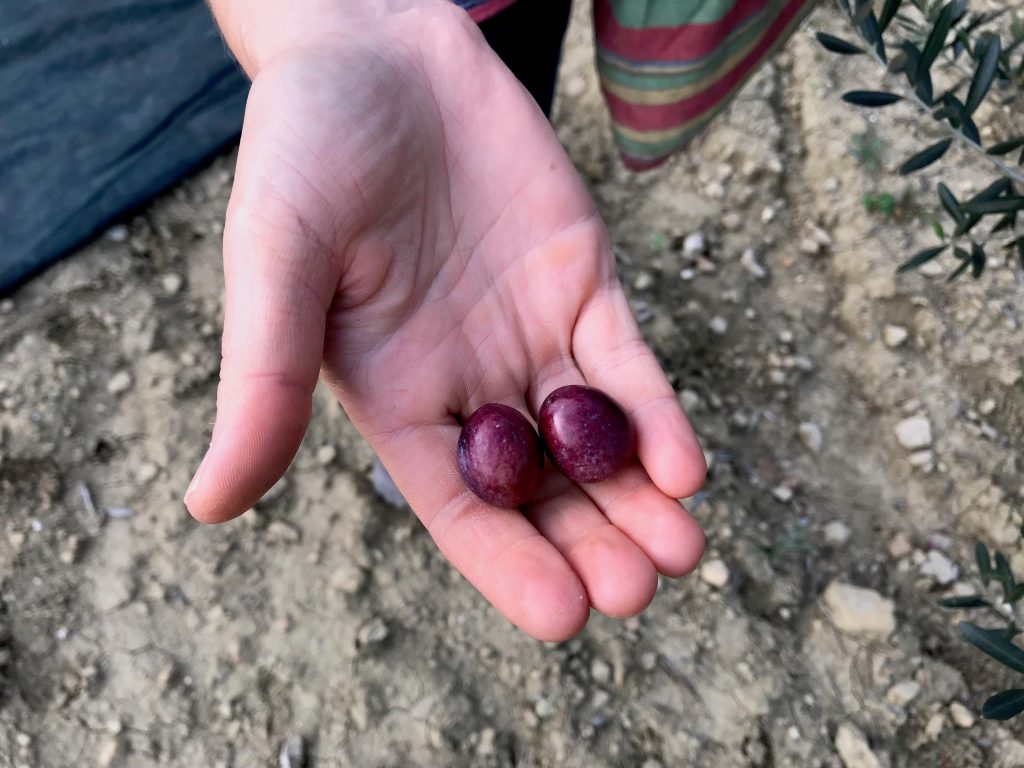 Purple olives on a hand