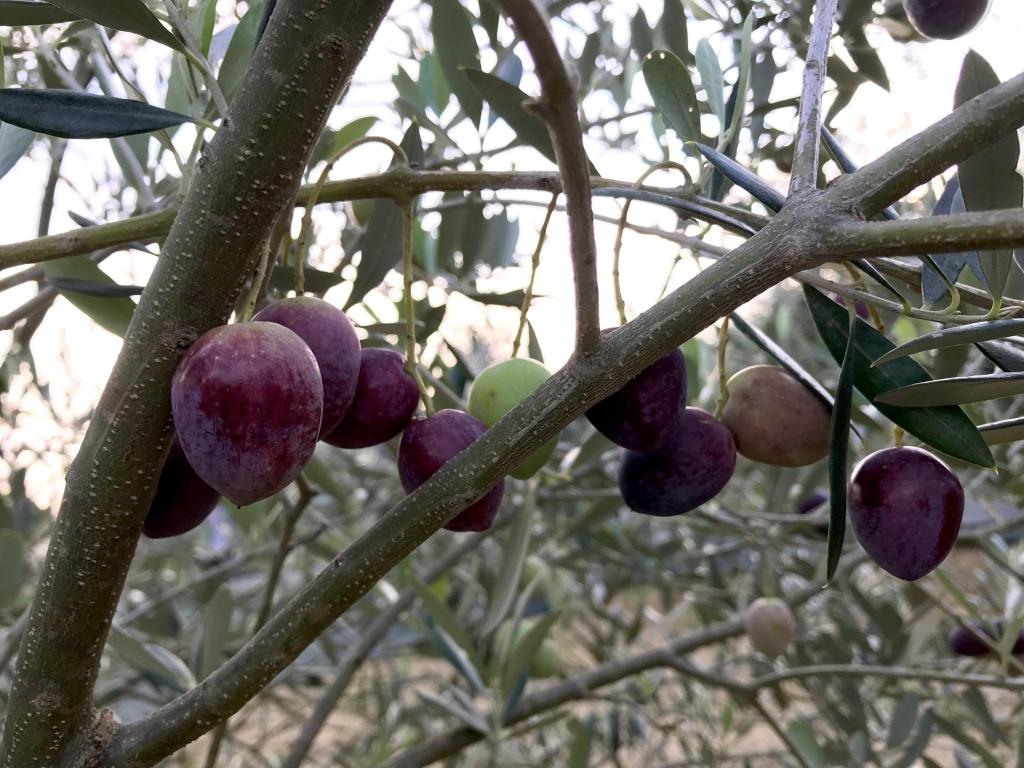 Olives on the olive tree branch