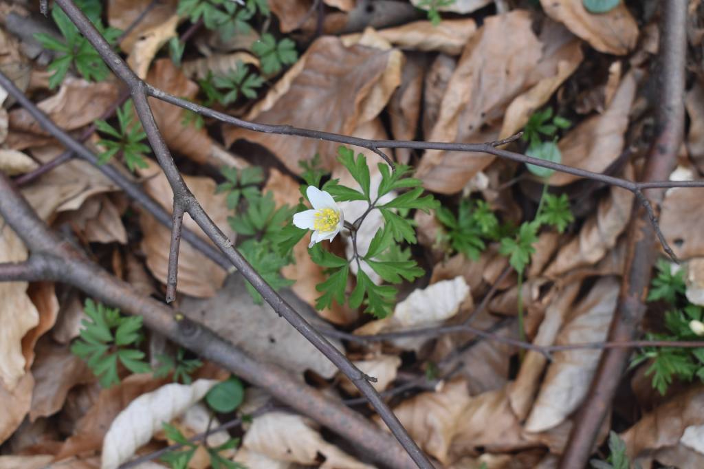 White wood anemone flower on the forest floor covered with brown leaves 
