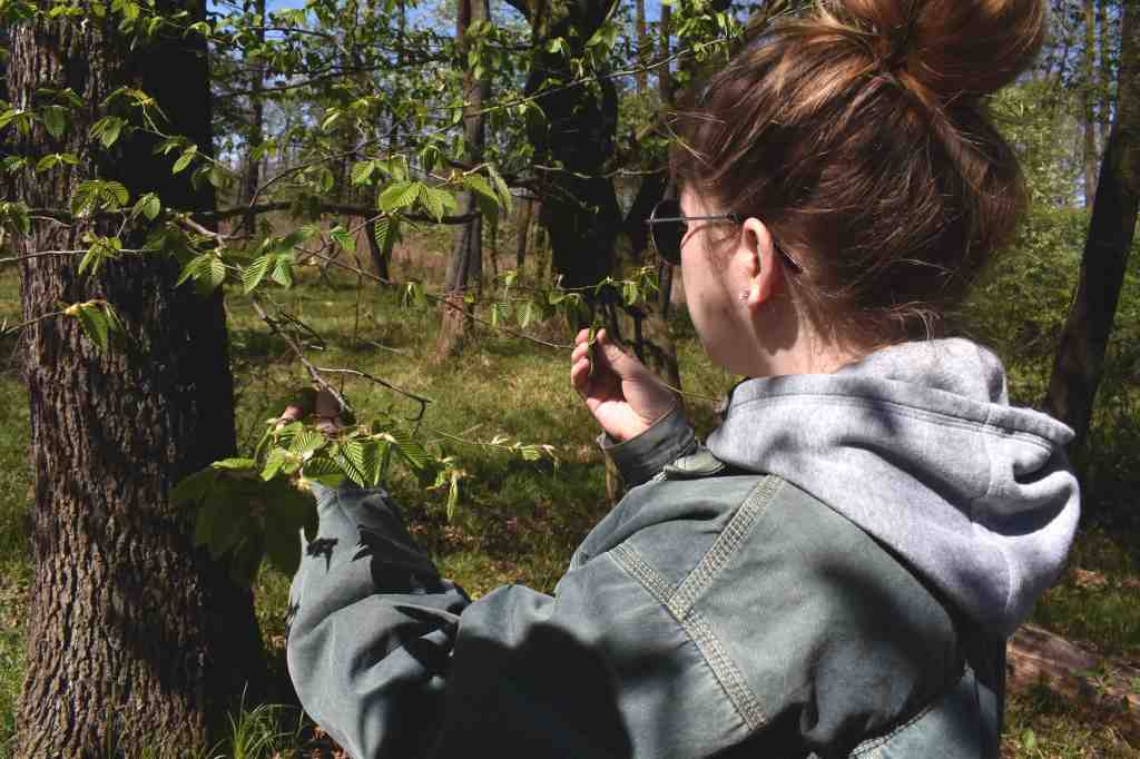Girl picking young linden tree leaves in the forest 