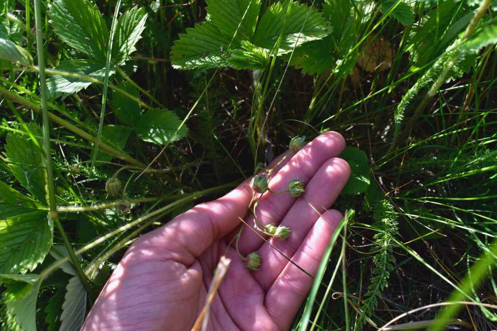 wild strawberries on the meadow 