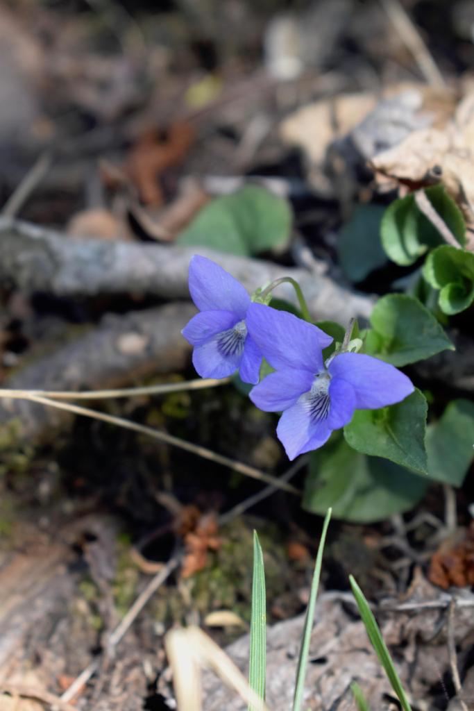 wood violet flower in the forest 