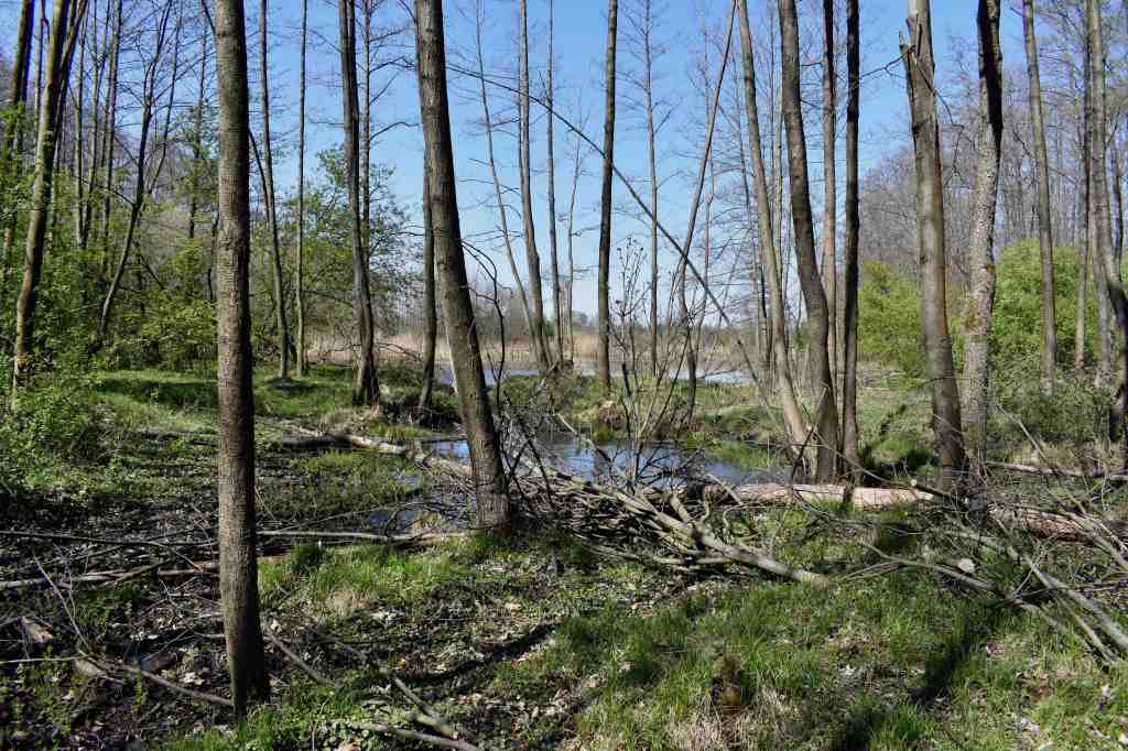 A small lake in the spring forest 