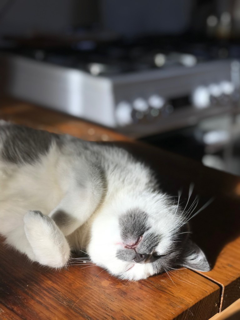 grey and white fluffy cat with mouth slightly open sleeping on the kitchen table